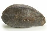 Large, Fossil Whale Ear Bone - South Carolina #325712-1